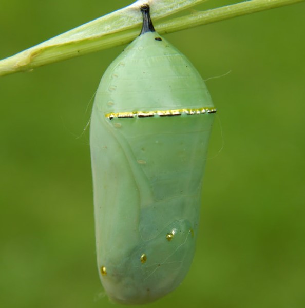 Monarch Chrysalis