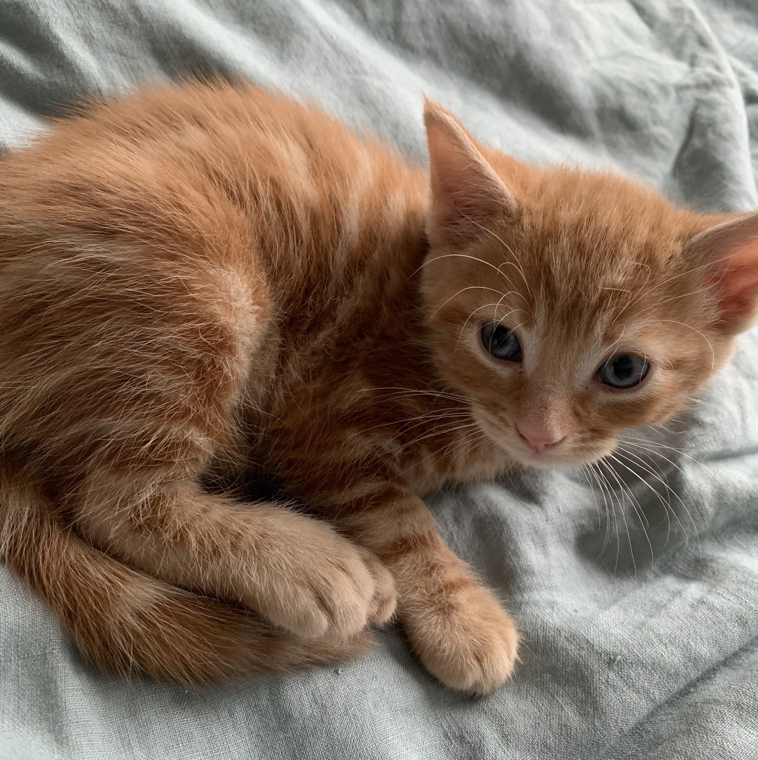 A ginger kitten