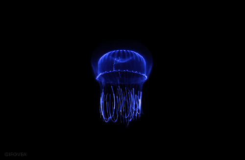 Blue Jellyfish gif