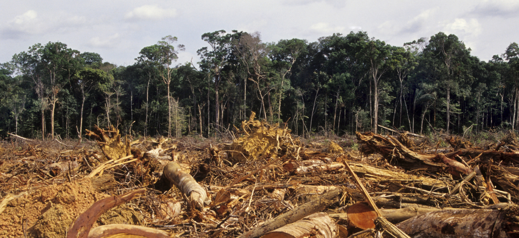 The Amazon forest on fire