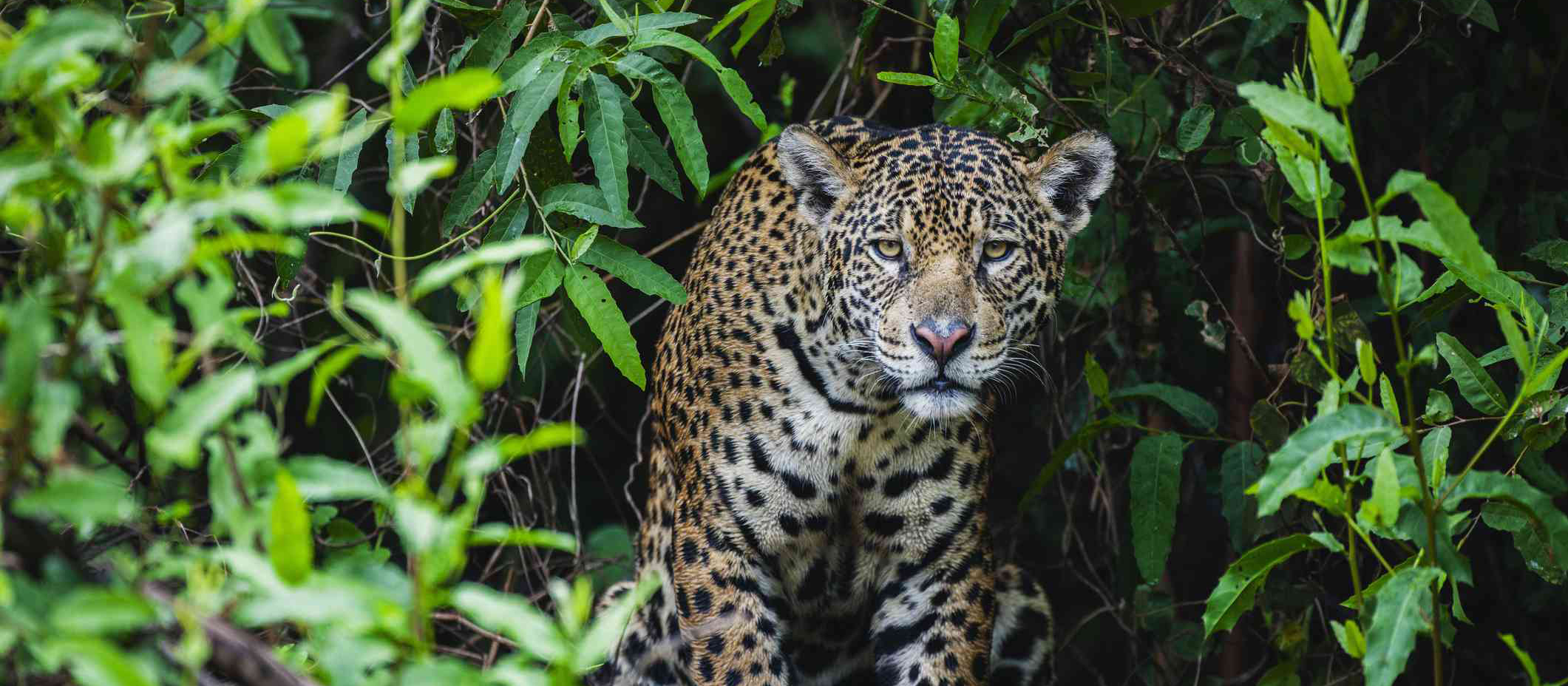 Leopard in the Amazon