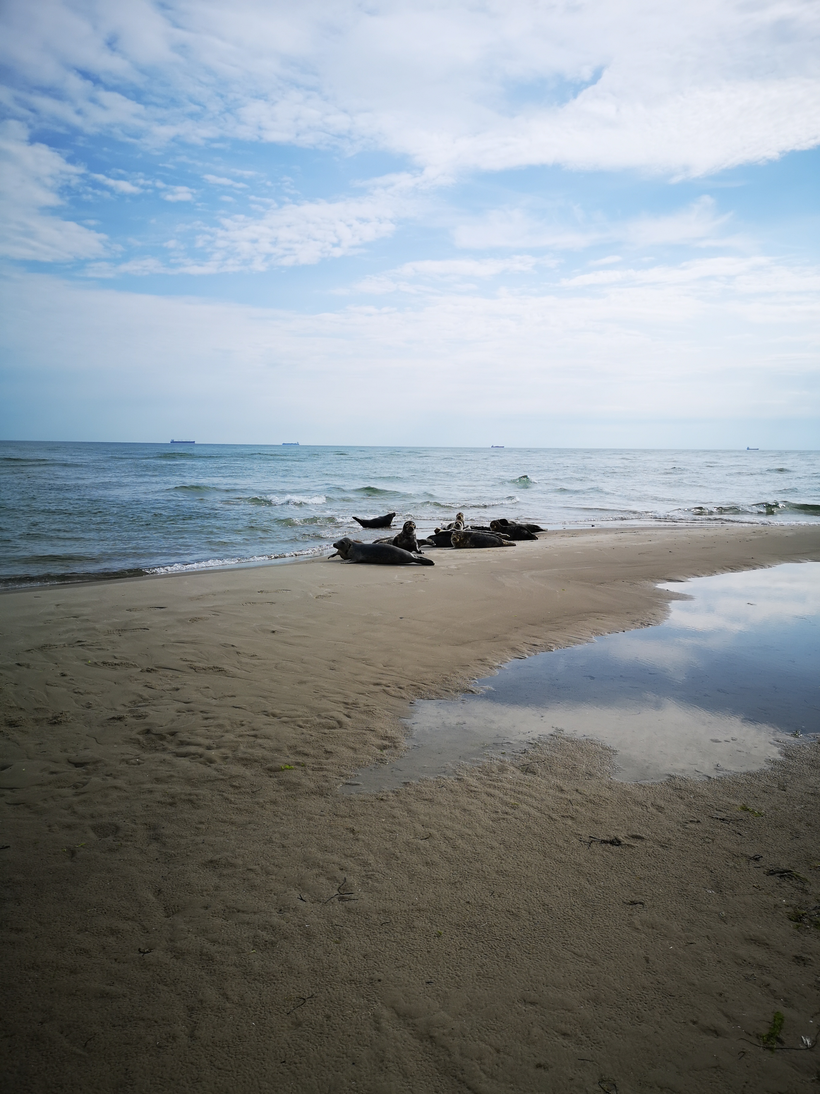 at the eadge of Skane beach we saw sea lions at 8 in the morning