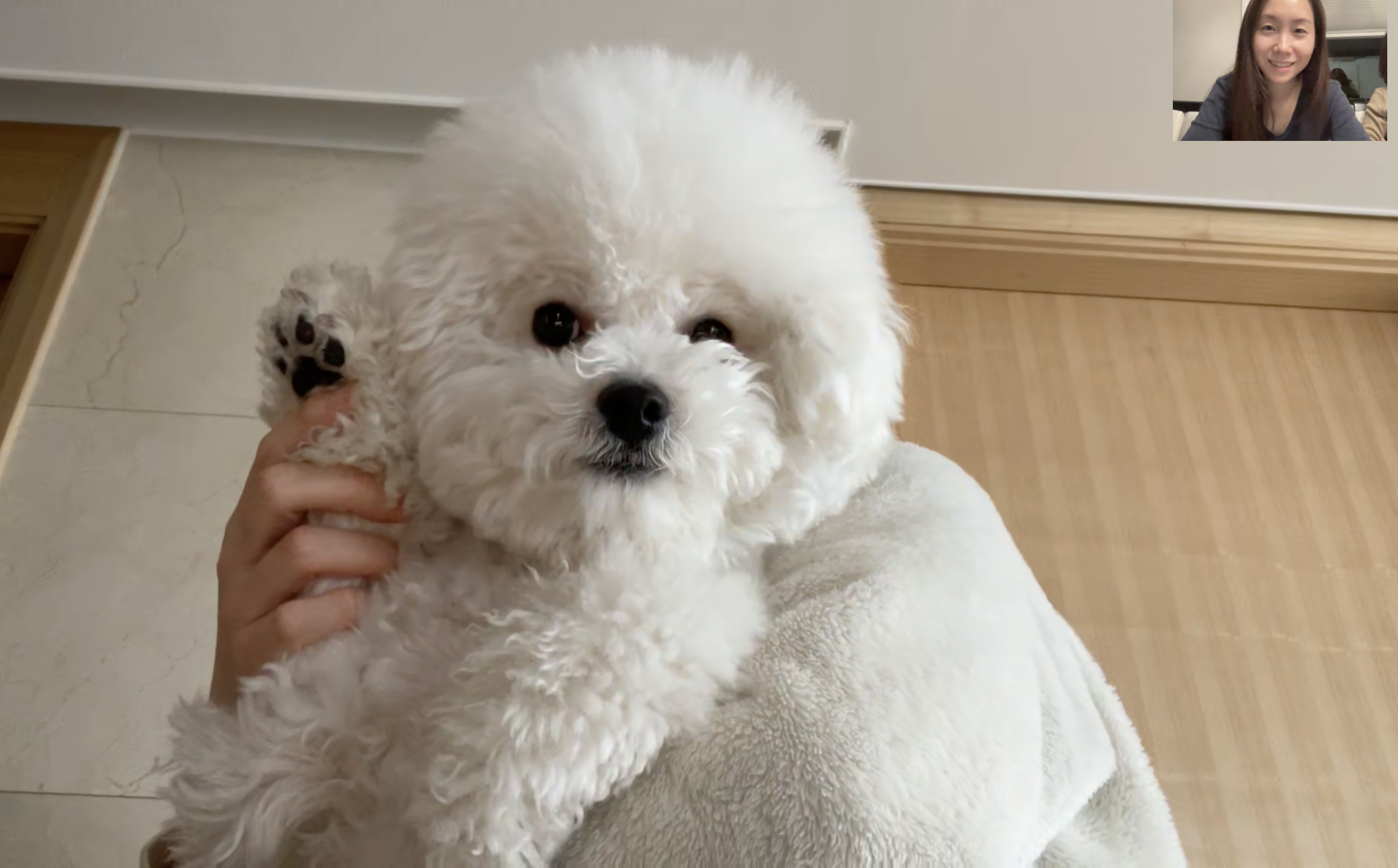 Soeun the bichon frise