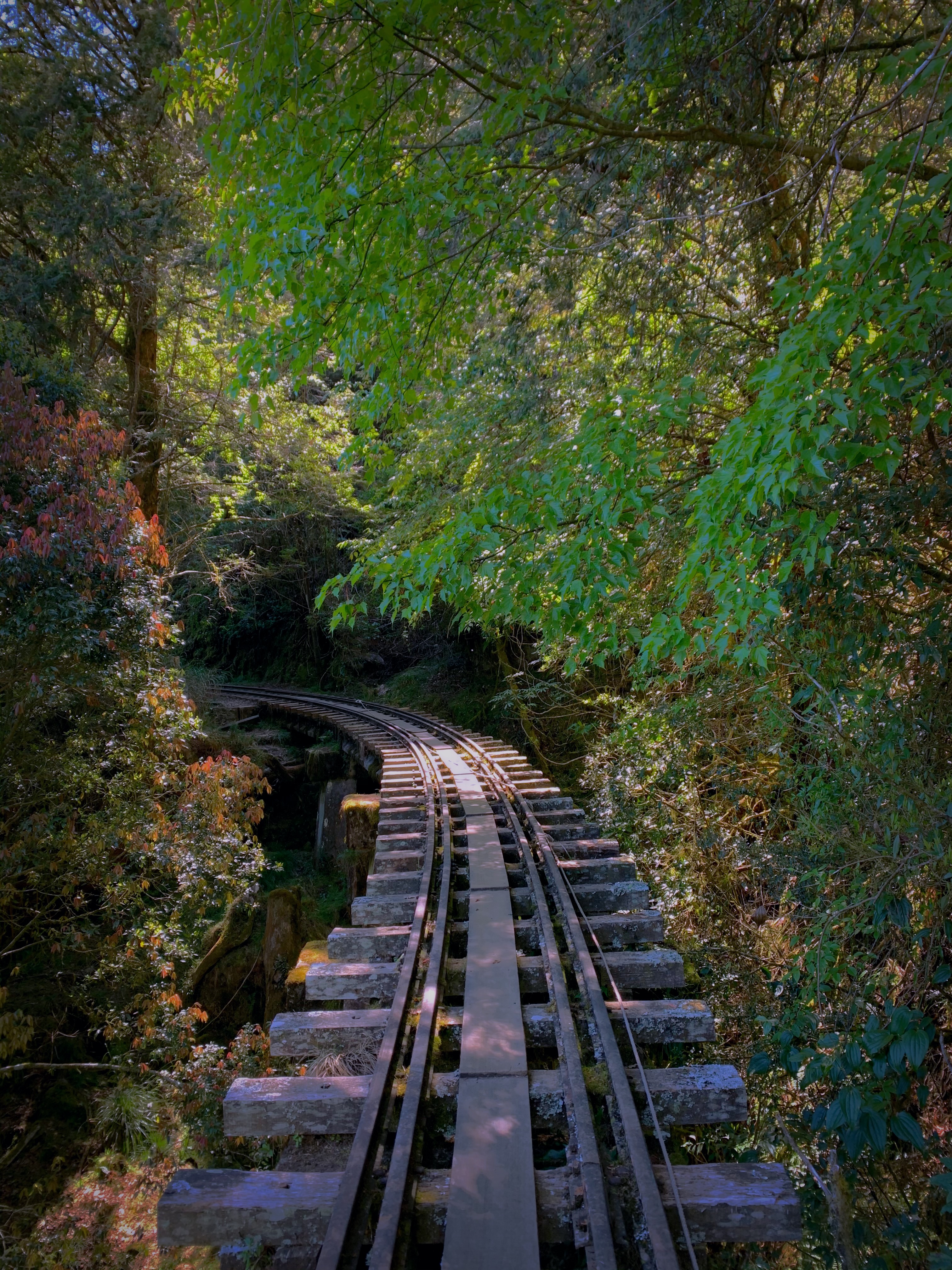 Alishan railway hike