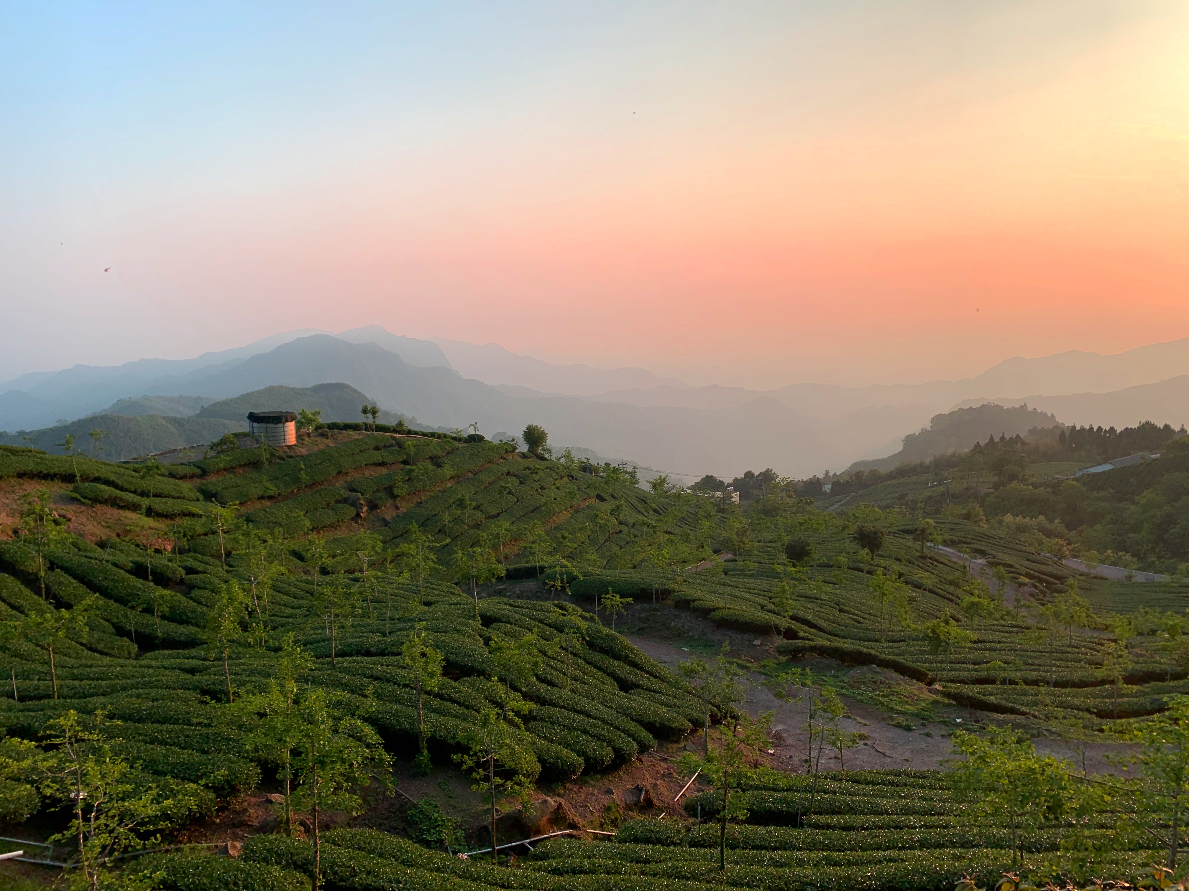 Alishan tea fields