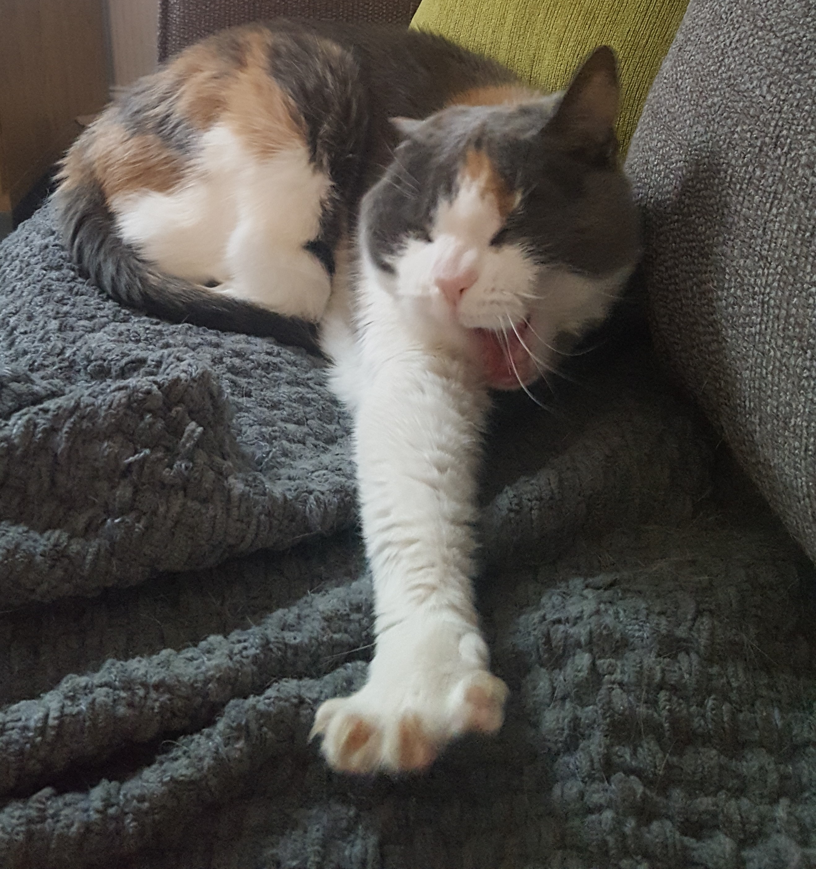 A photo of the most fabulous cat you could imagine in a superman pose