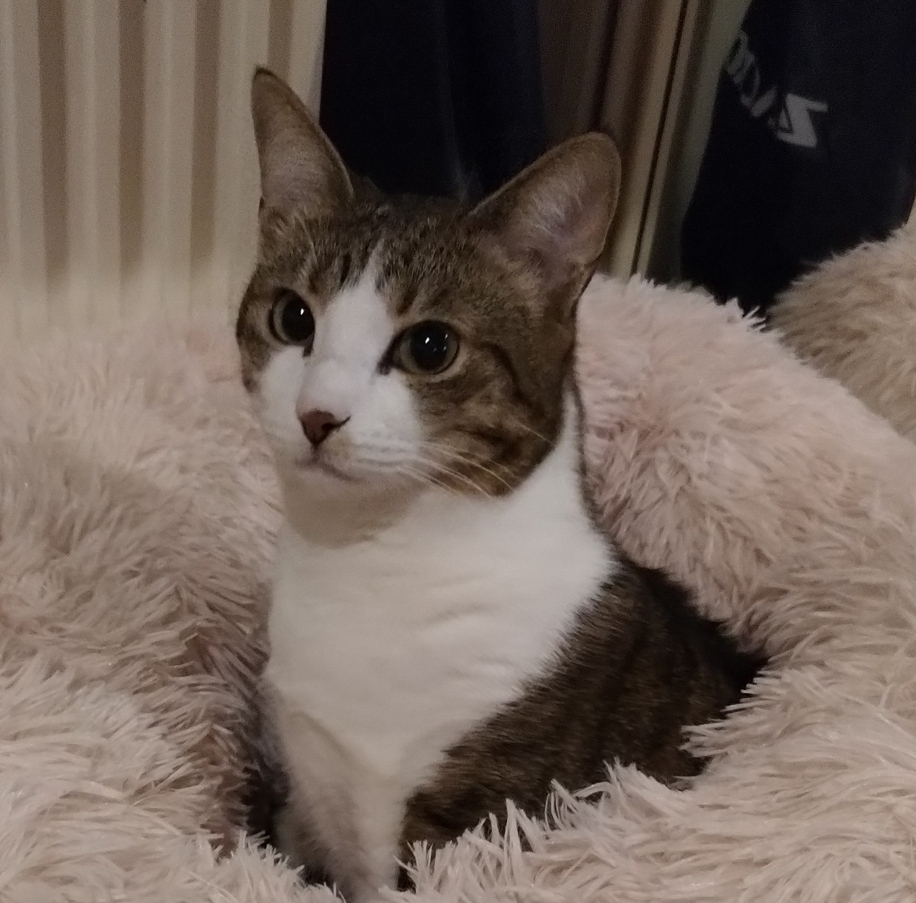 Picture of Skye - a gray and white tabby cat