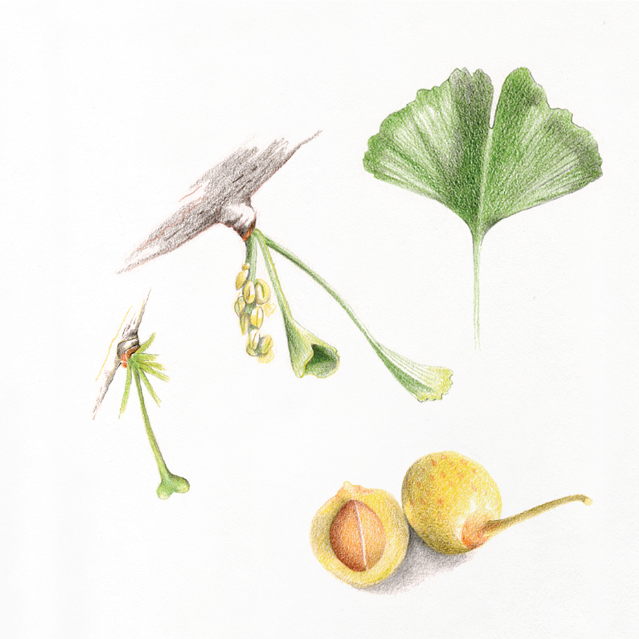 Ginkgo_biloba