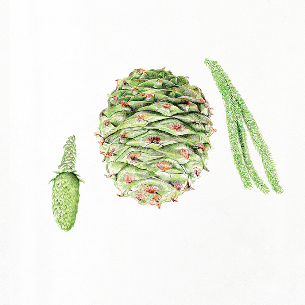 Araucaria_heterophylla