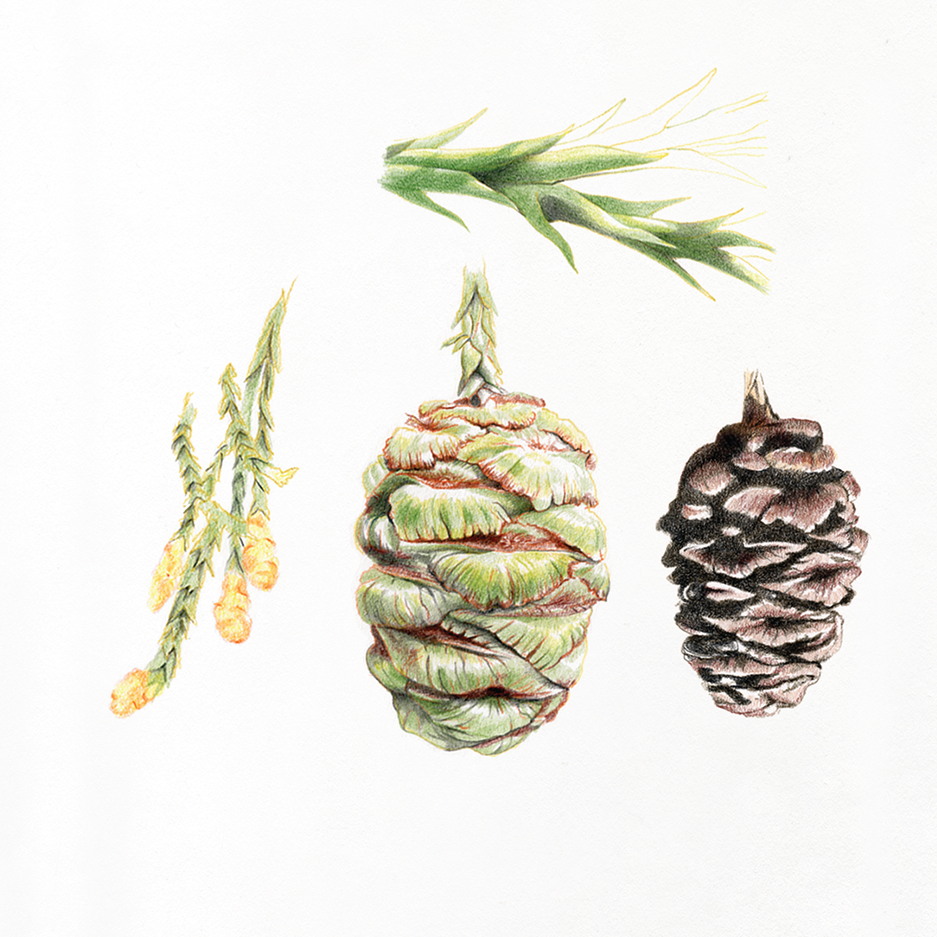 Sequoiadendron_giganteum