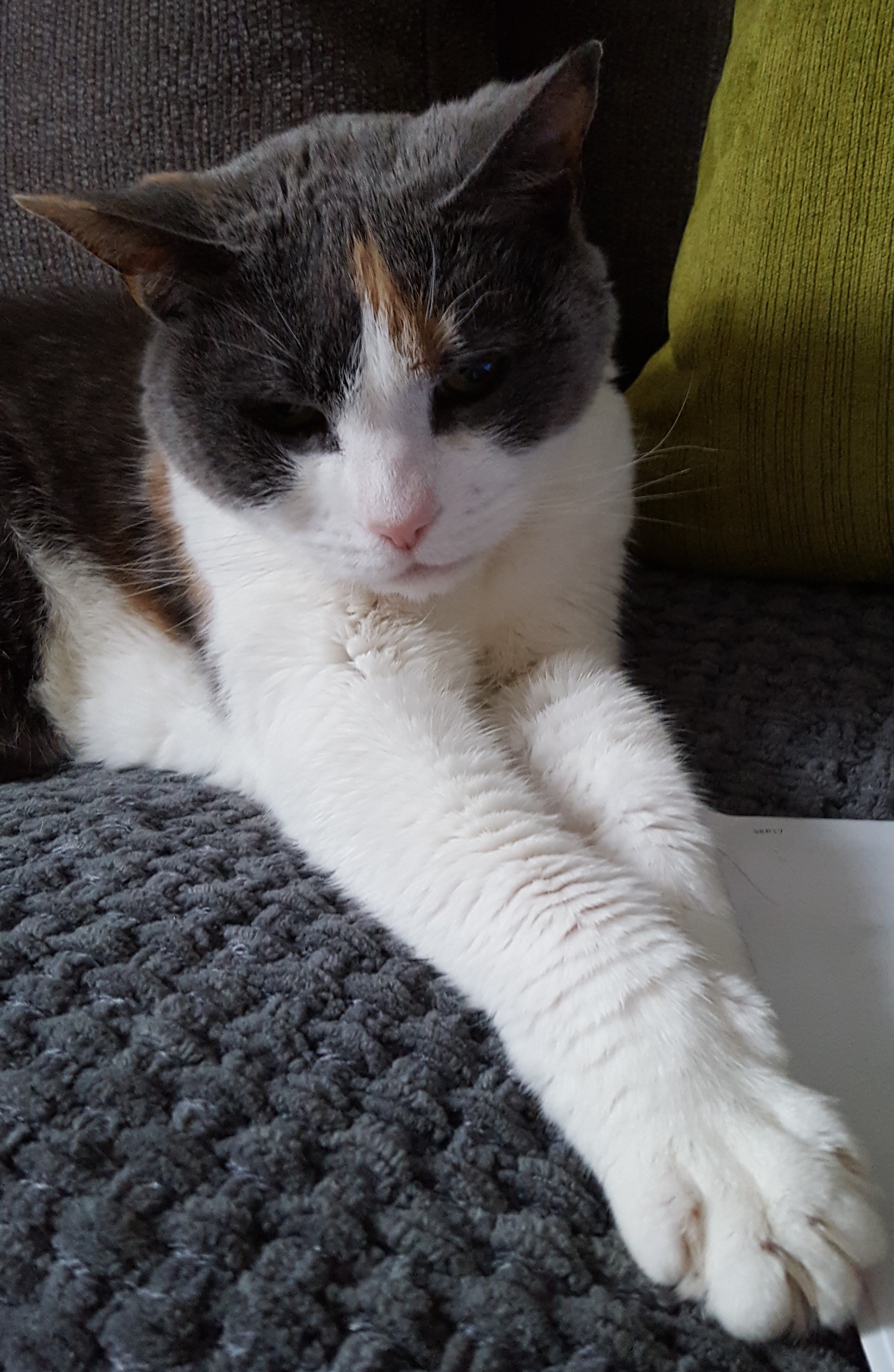 A photo of a very posh and fabulous cat