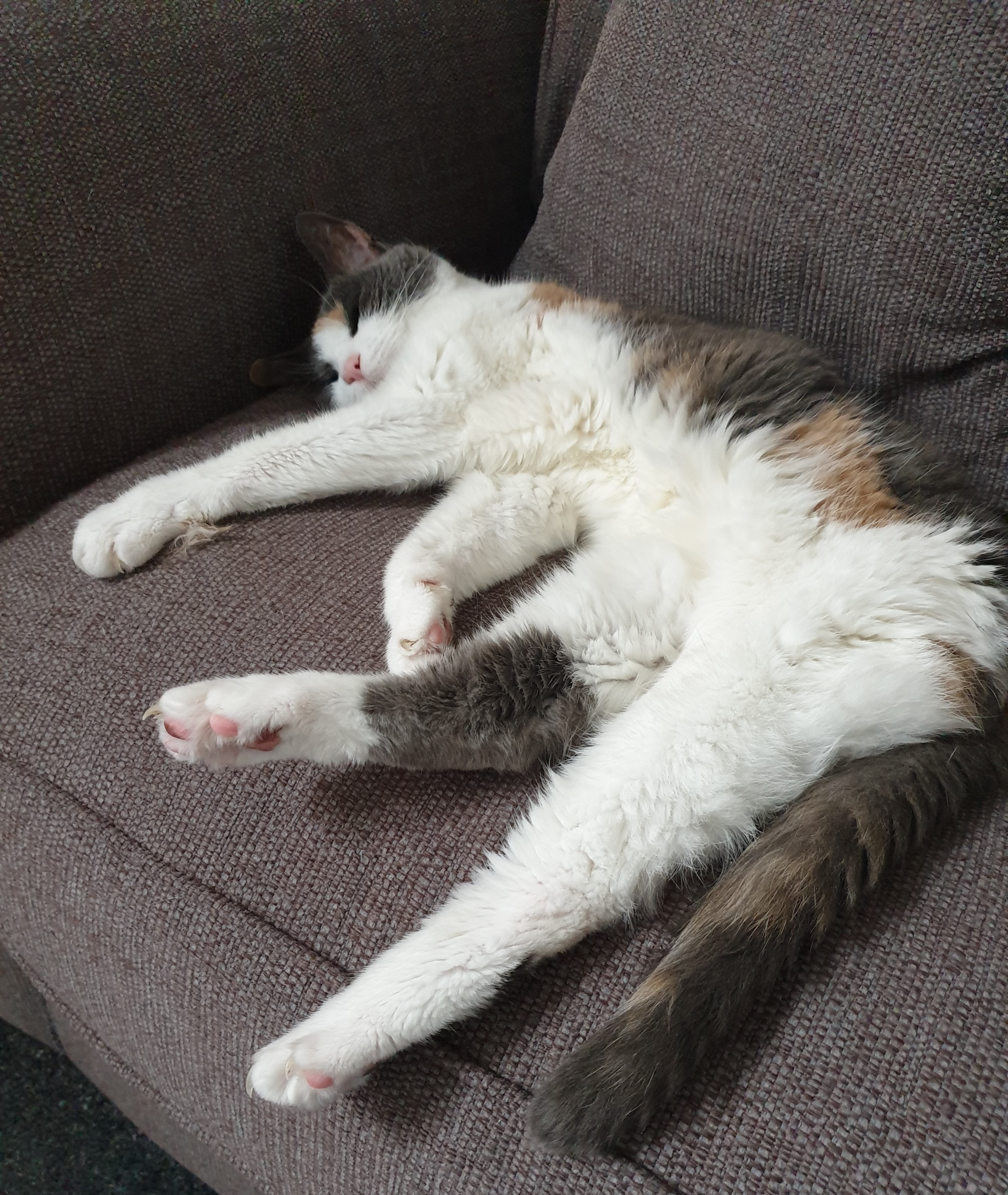 A photo of an adorable cat lying on a sofa with her legs straight out in front of her