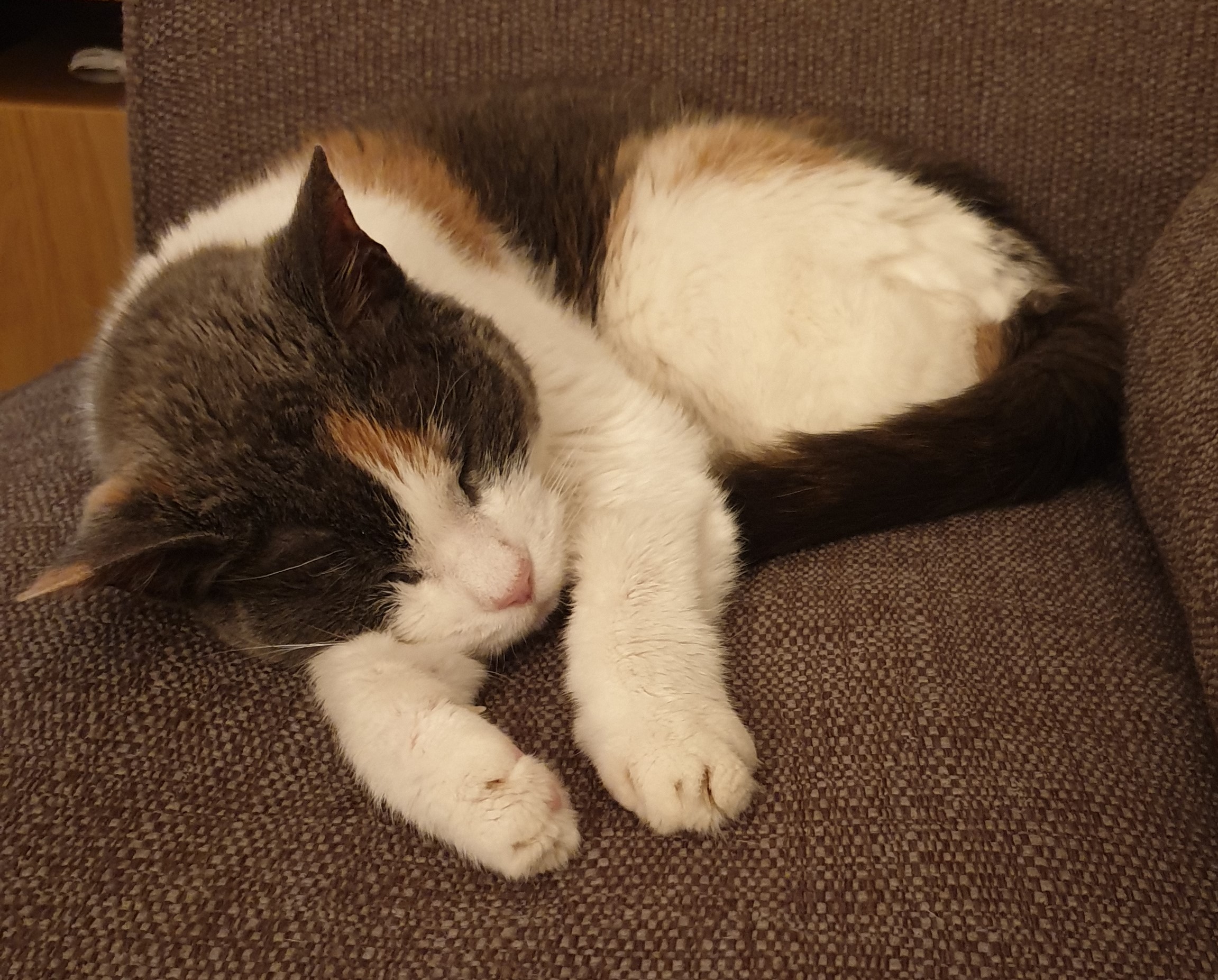 A photo of a lovely cat curled up on the sofa