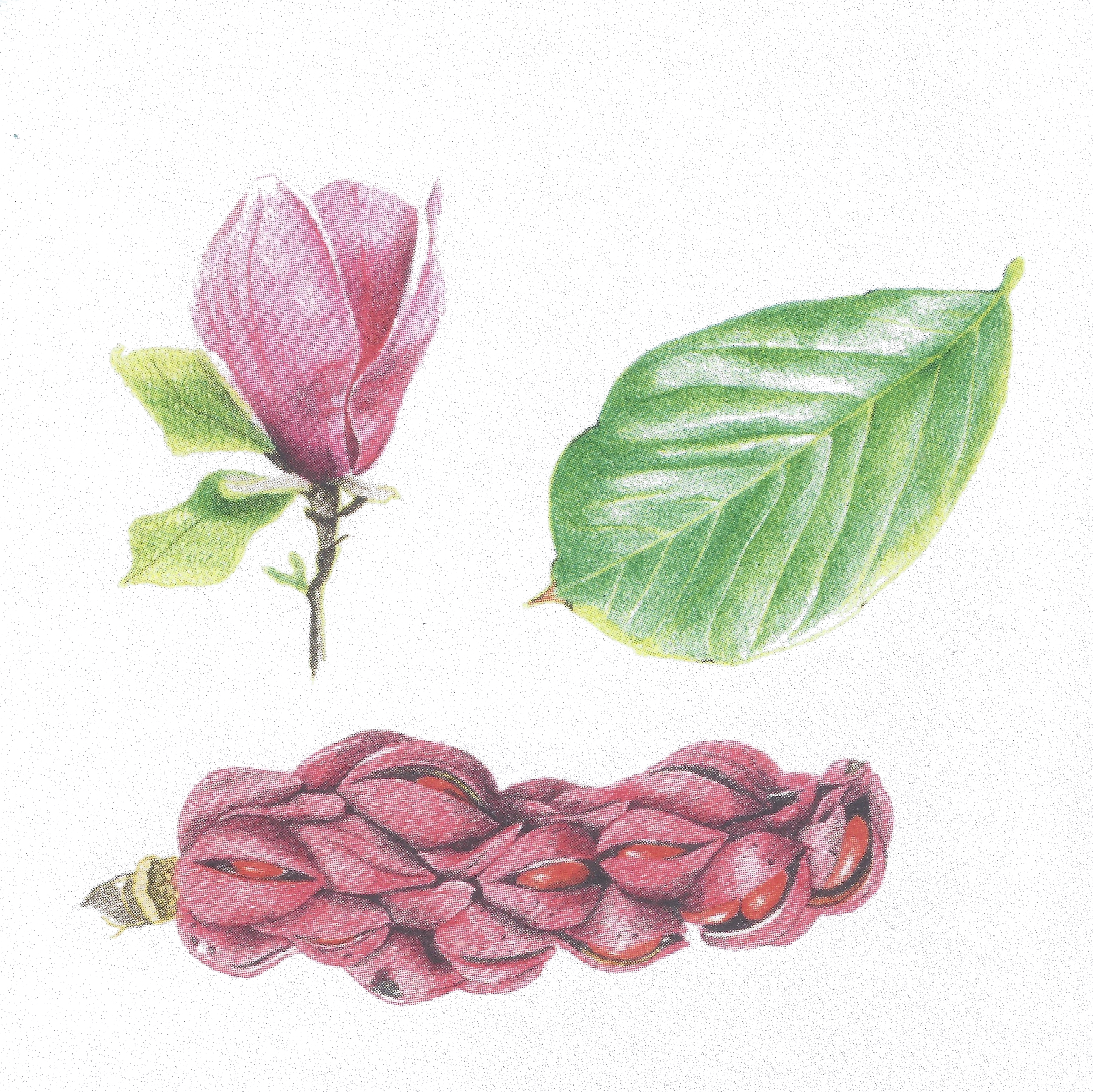 Magnolia_x-soulangeana