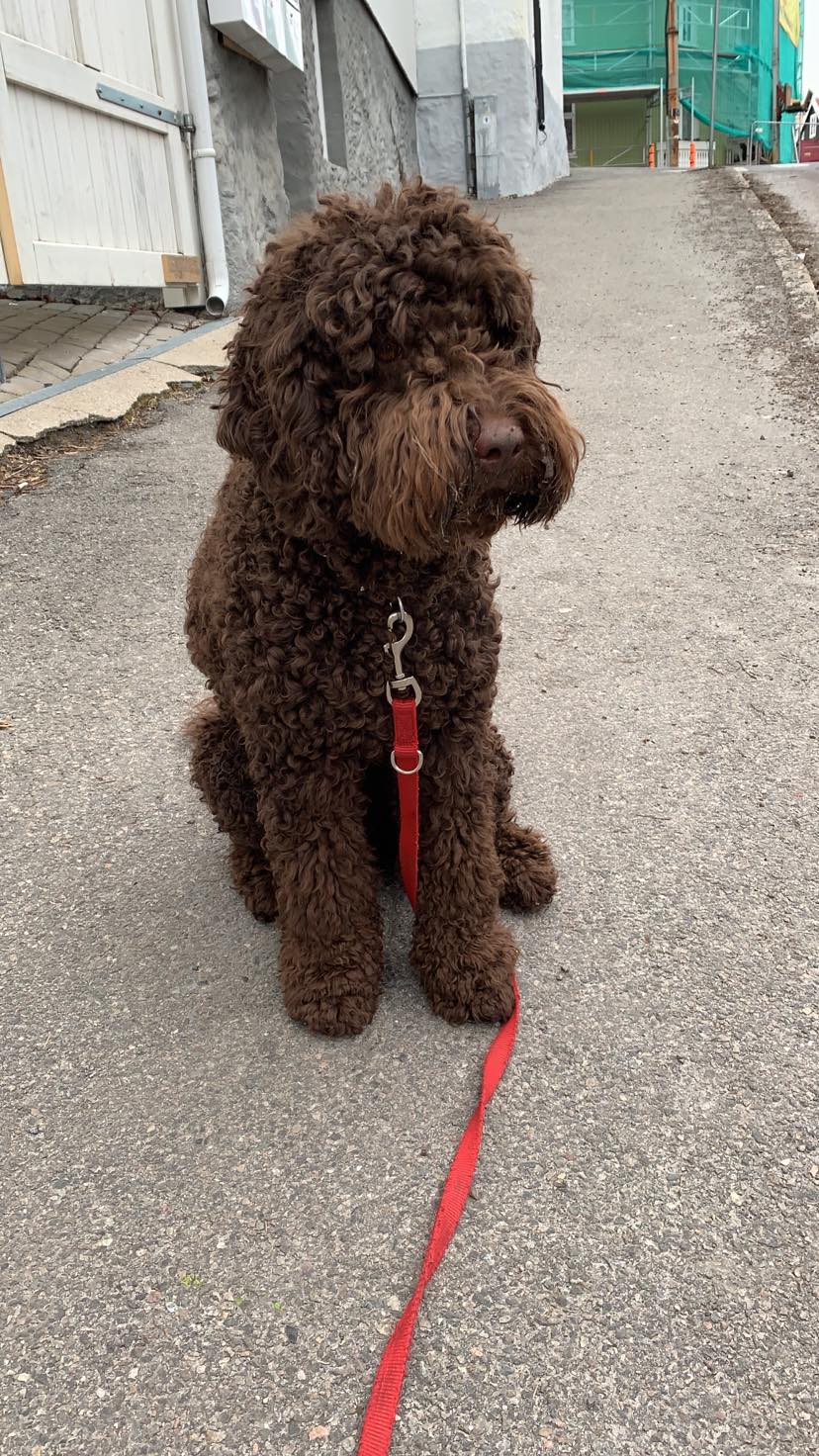 Charlie the cobberdog