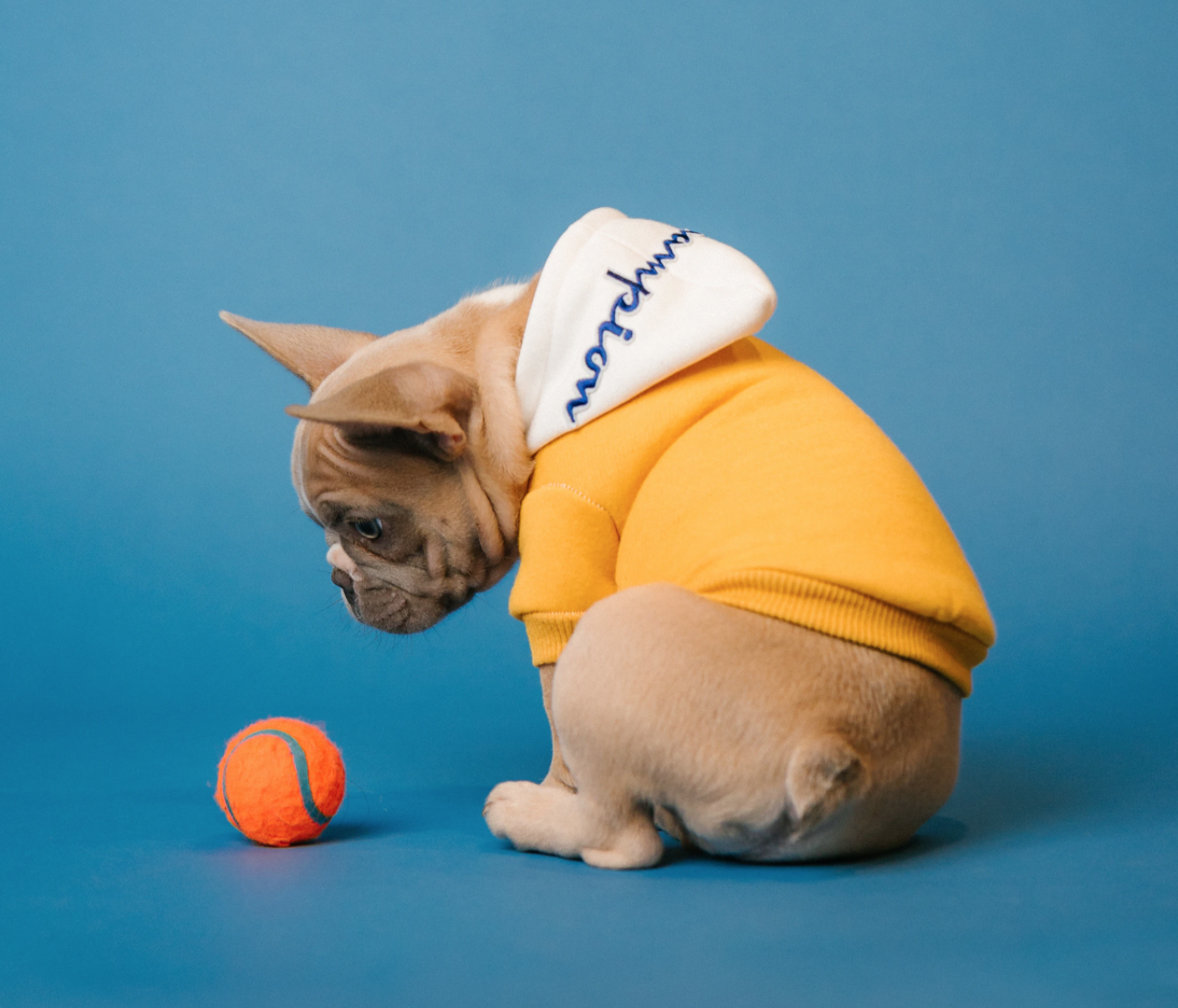 puppy in a sweater with a ball