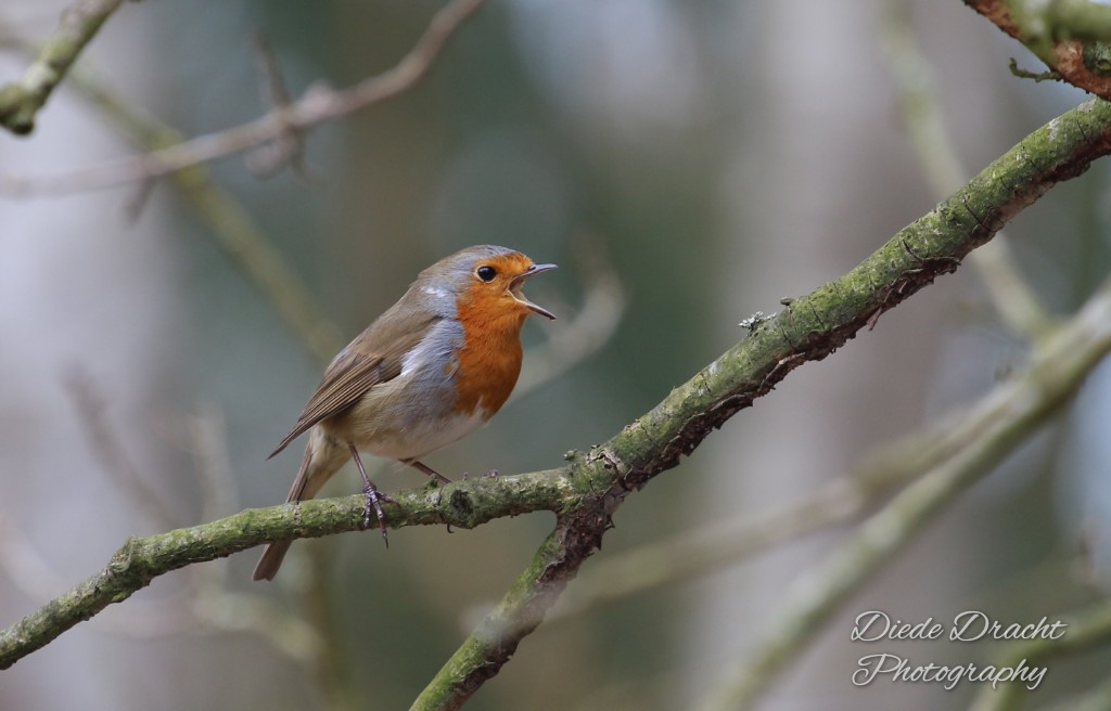 Picture of singing Robin