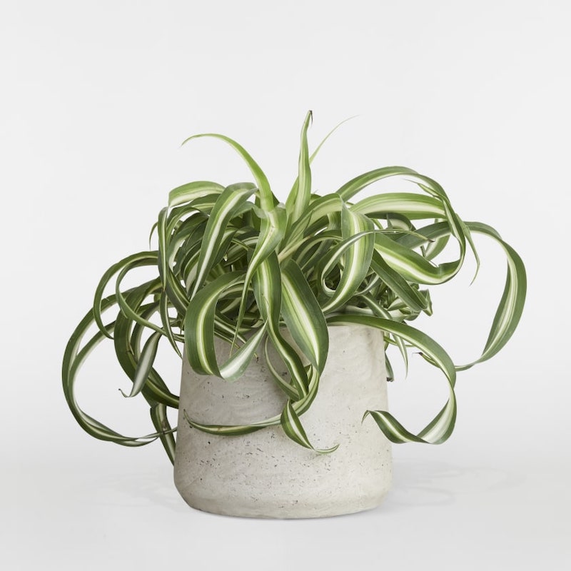 Spider Plants