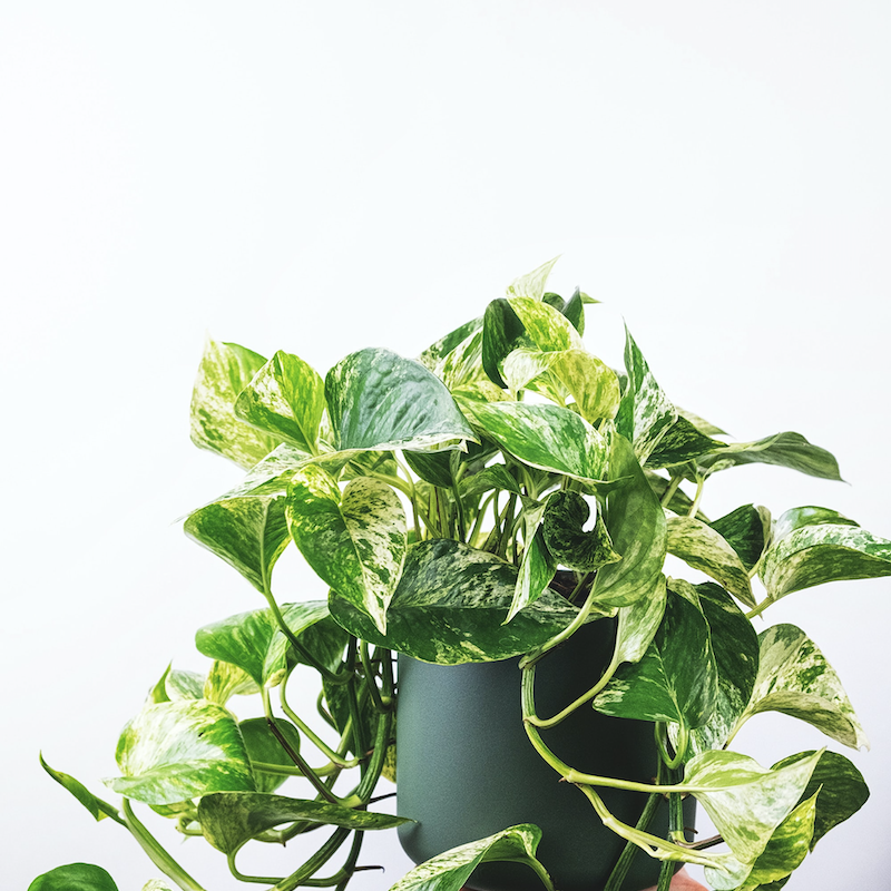 Pothos Plant