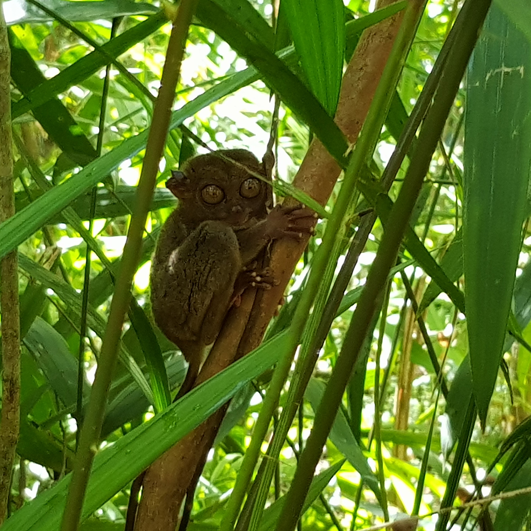 tarsier