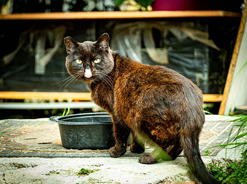 black and brown cat with ear tip licking face by bowl outside