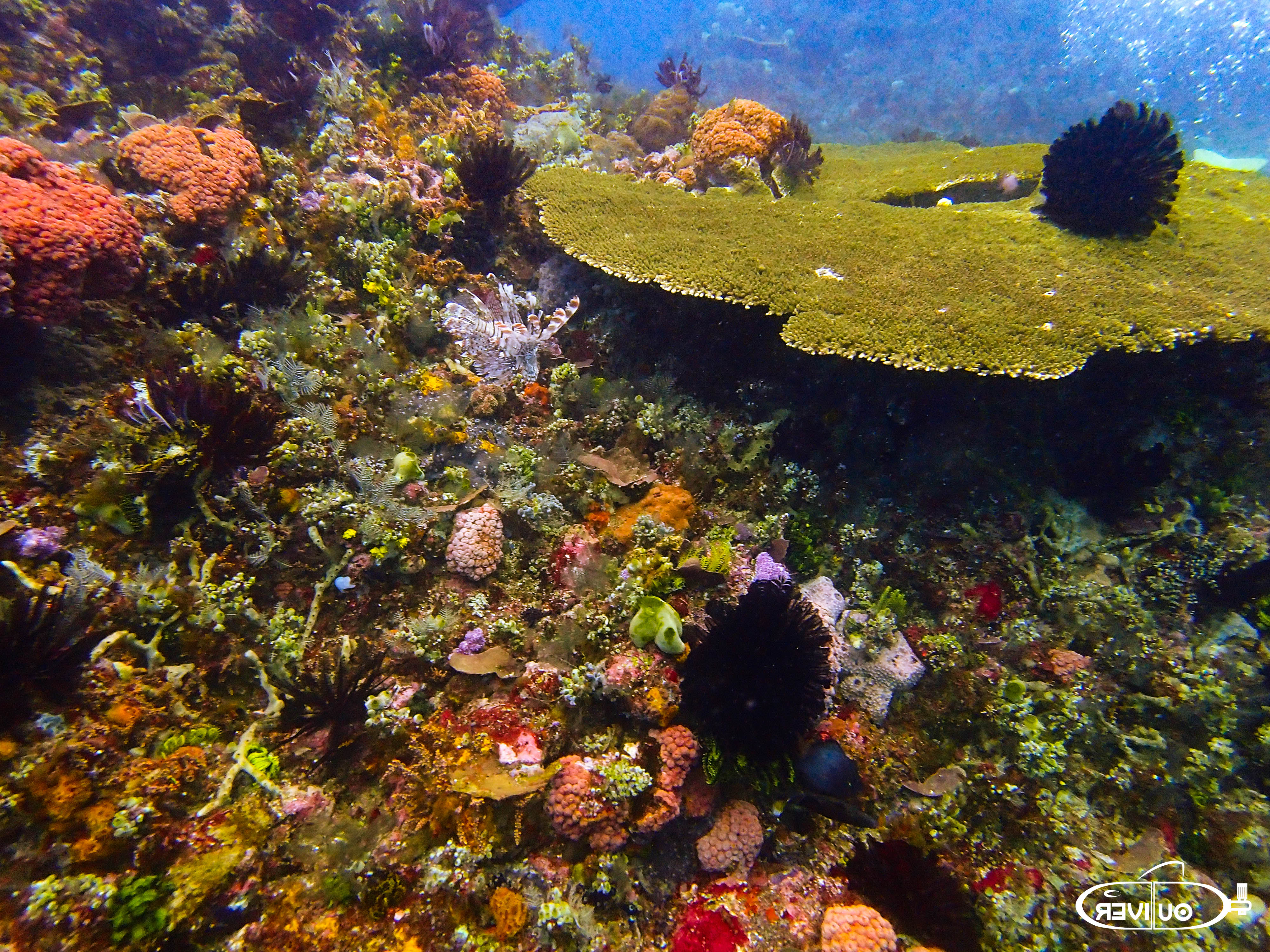 Komodo Coral Reef Pic