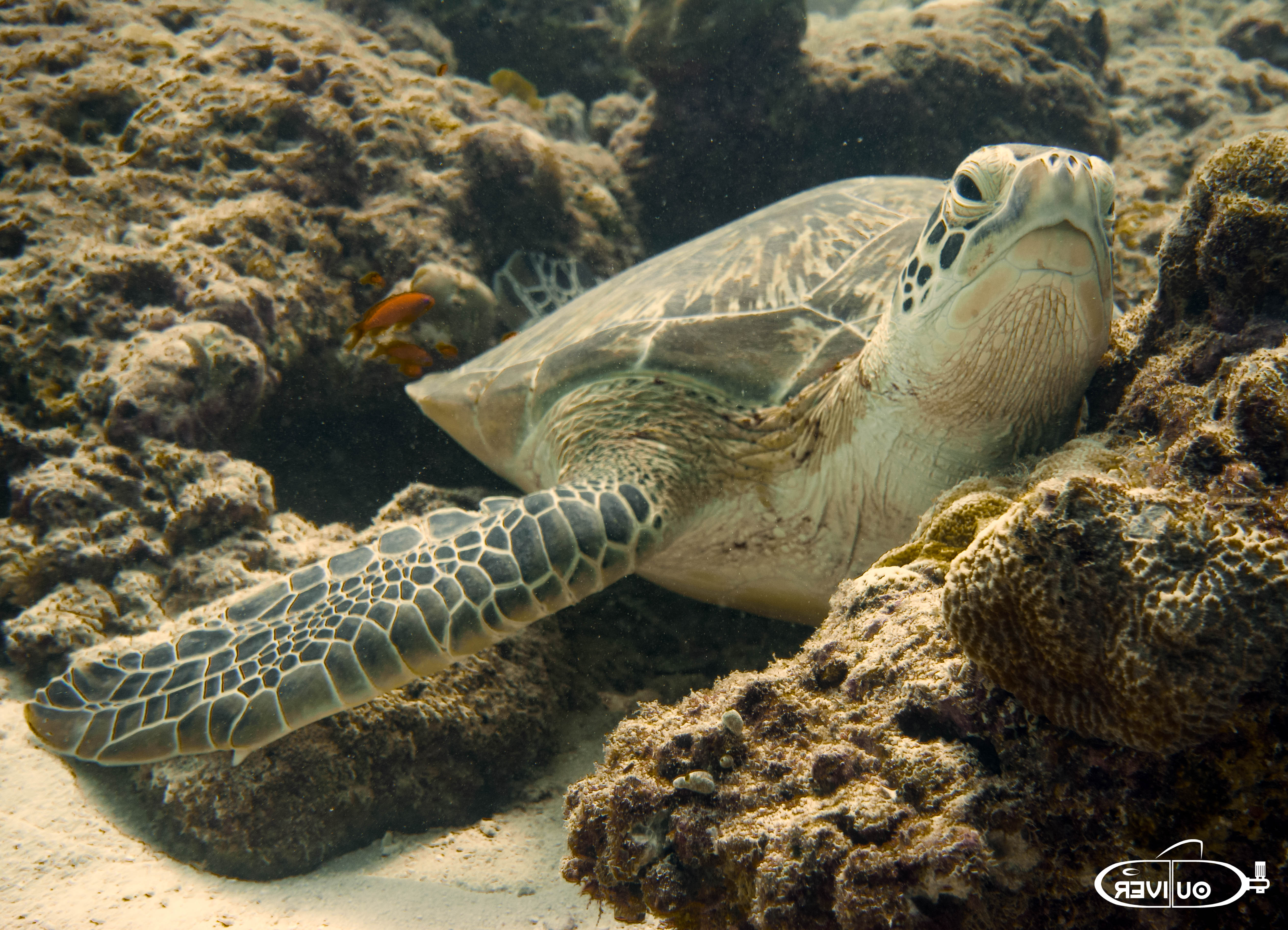 Green Sea Turtle Pic
