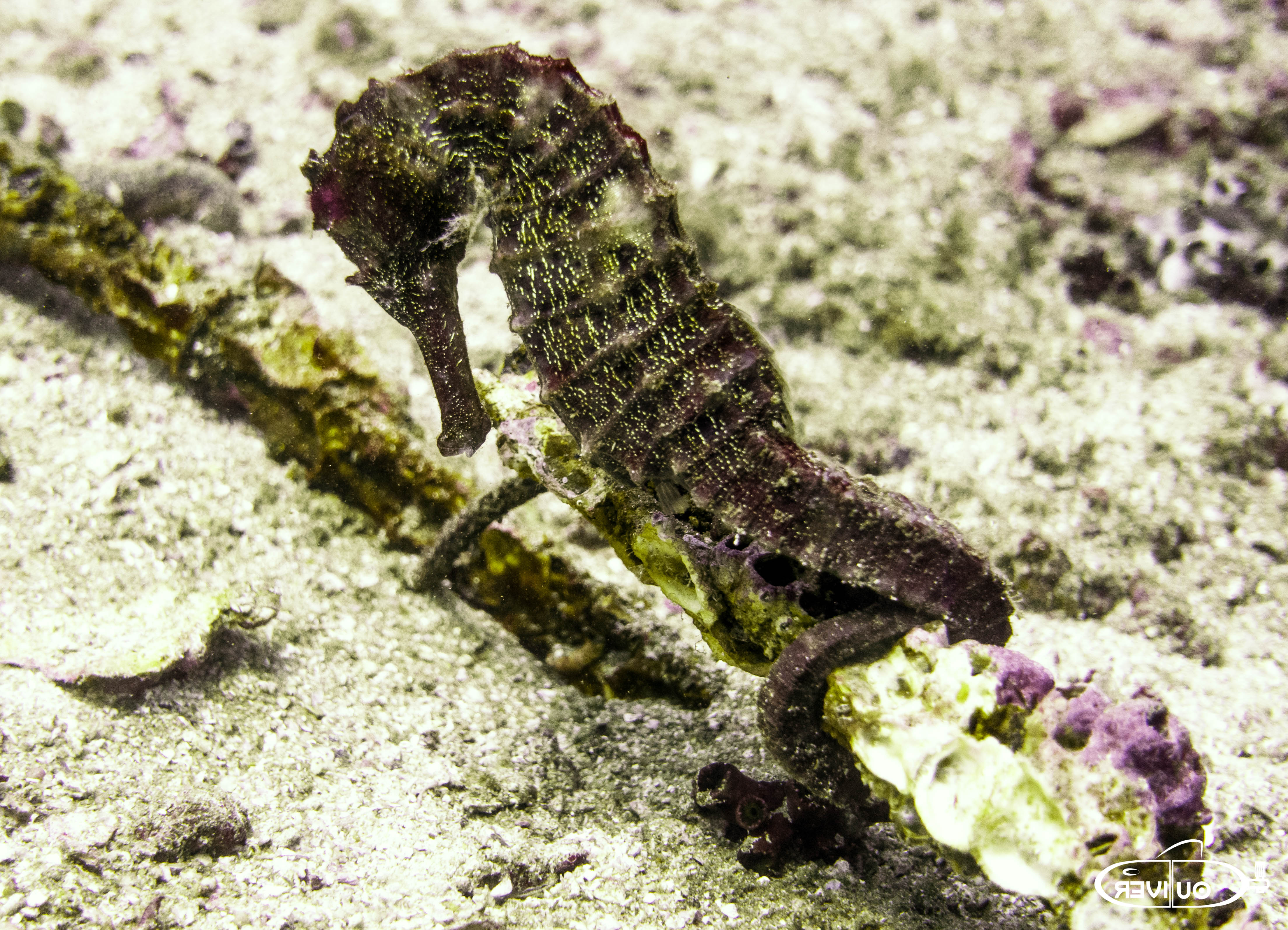 Great Seahorse Pic