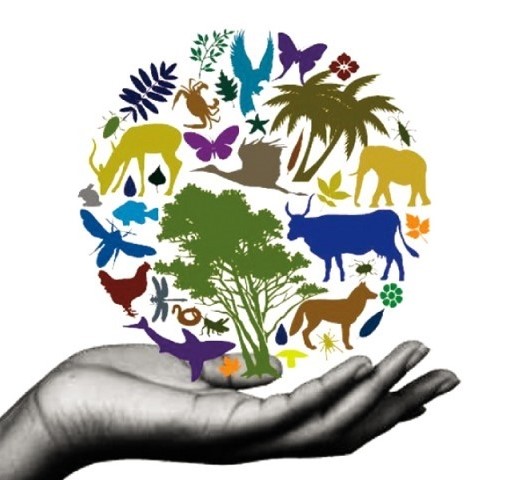 biodiversity