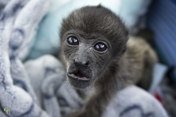 Baby Howler Monkey