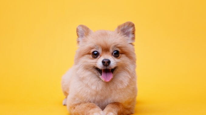 Pomeranian