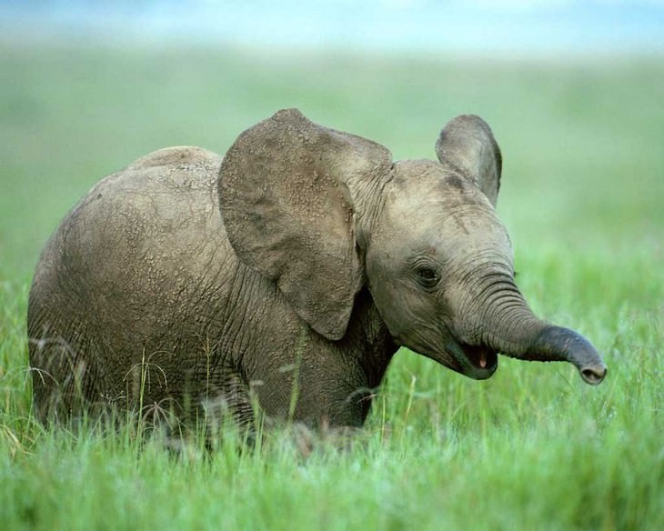 baby elephant