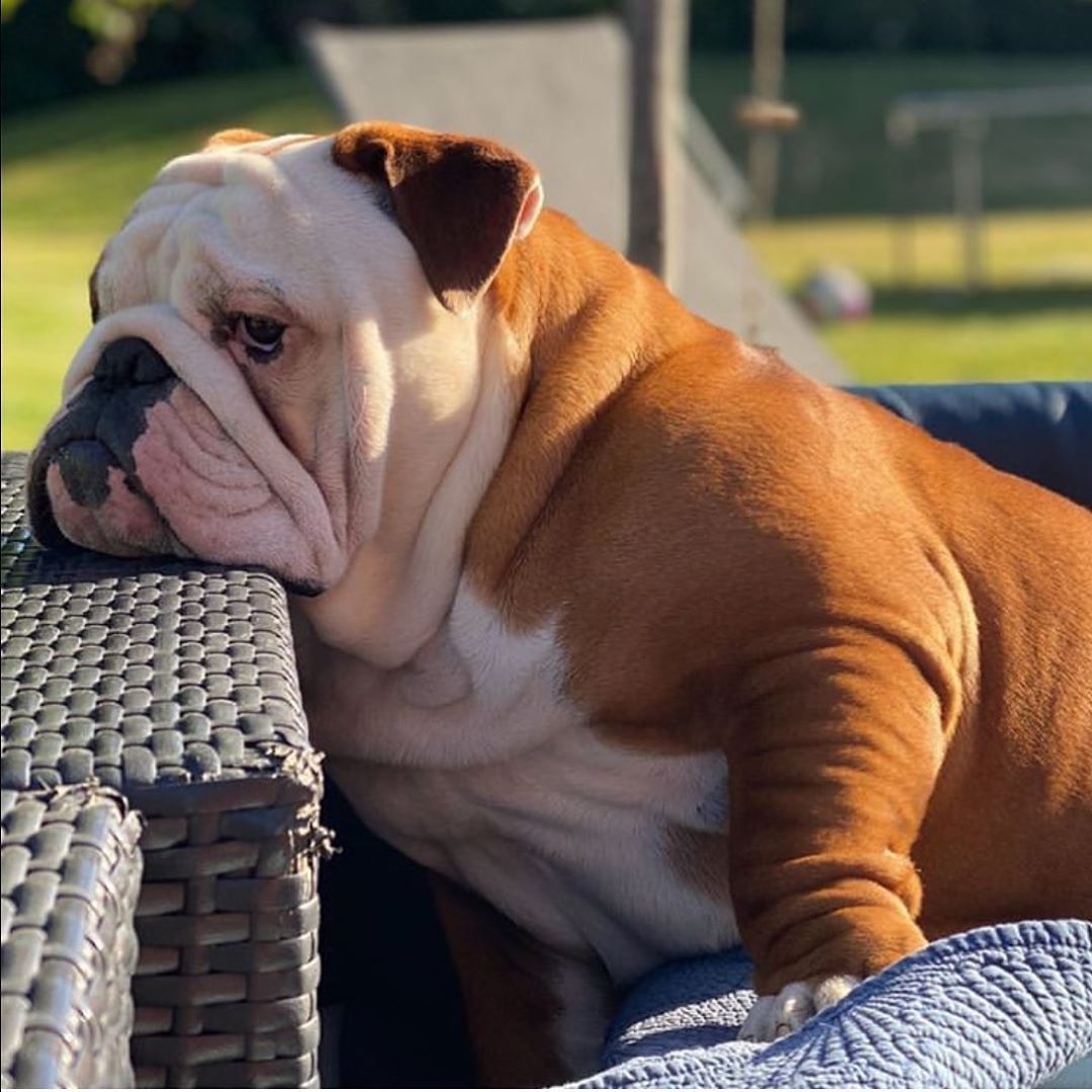 Sad Bulldog