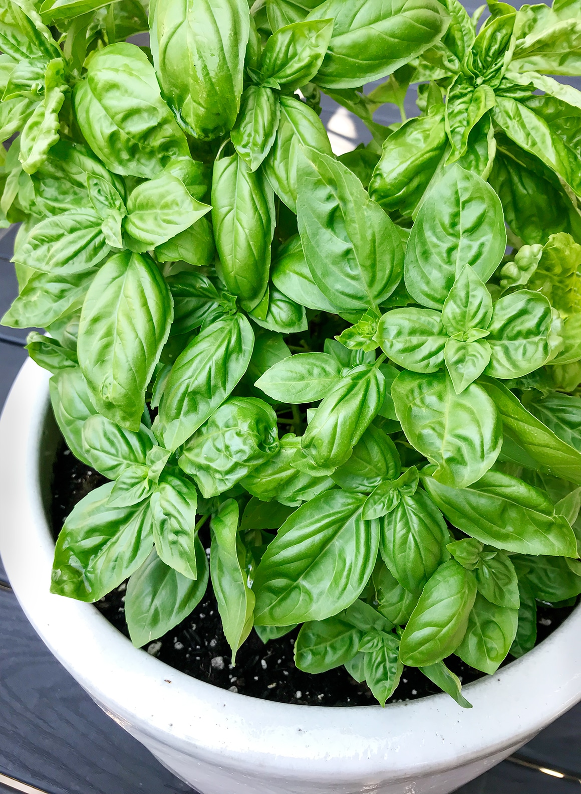 basil plant 3
