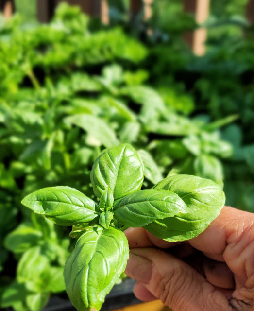 basil plant 2
