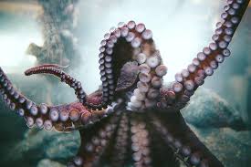 Octopus picture