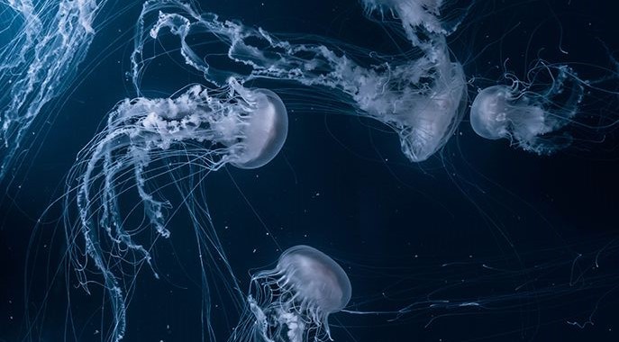 Jellyfish