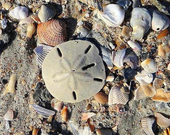 Sand Dollar