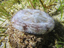 living sand dollar