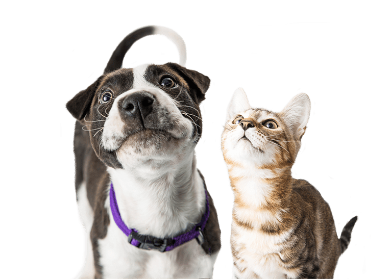 Image of a dog and a cat looking up