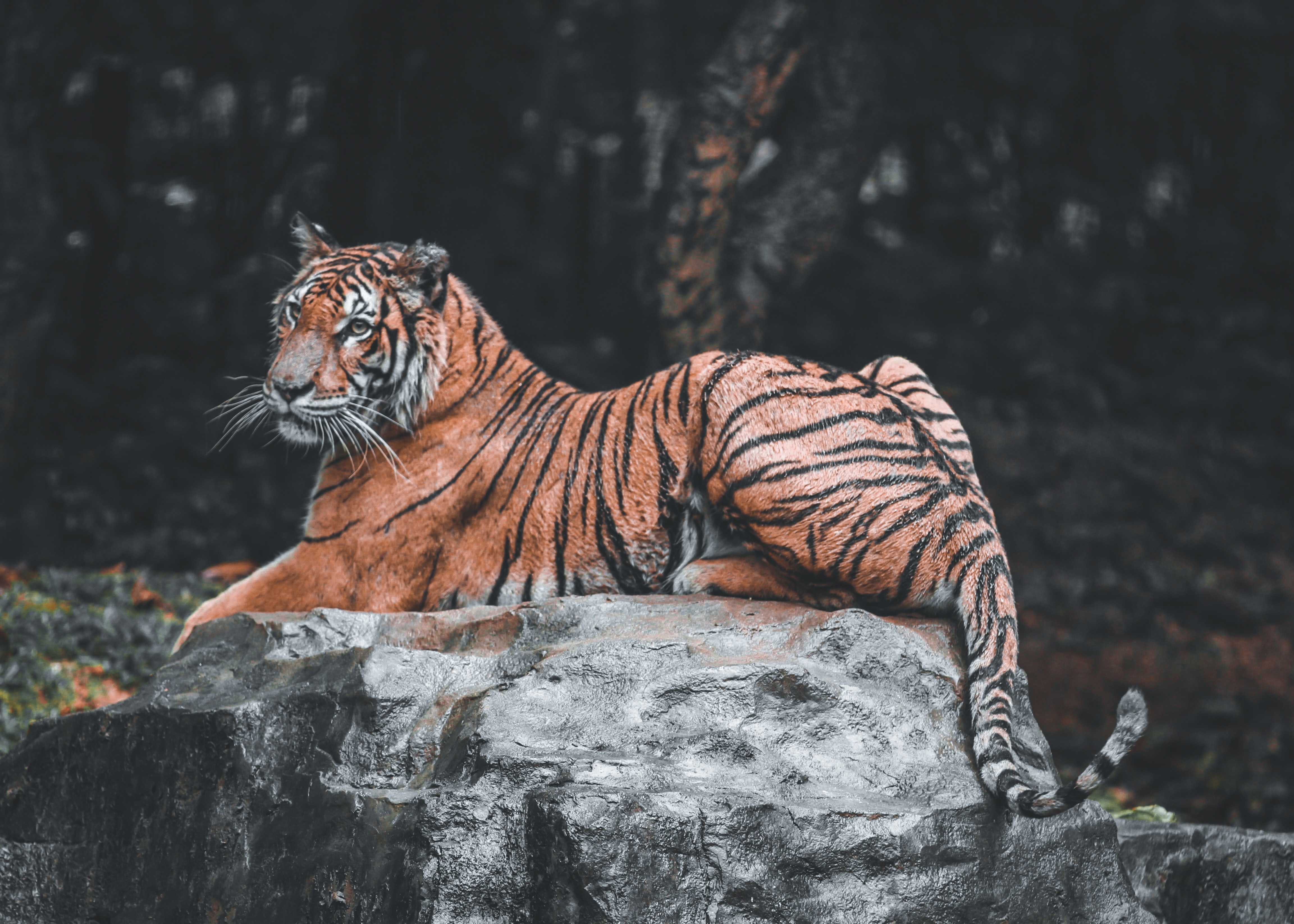 tiger resting on rock