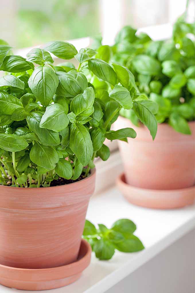 basil plant 1