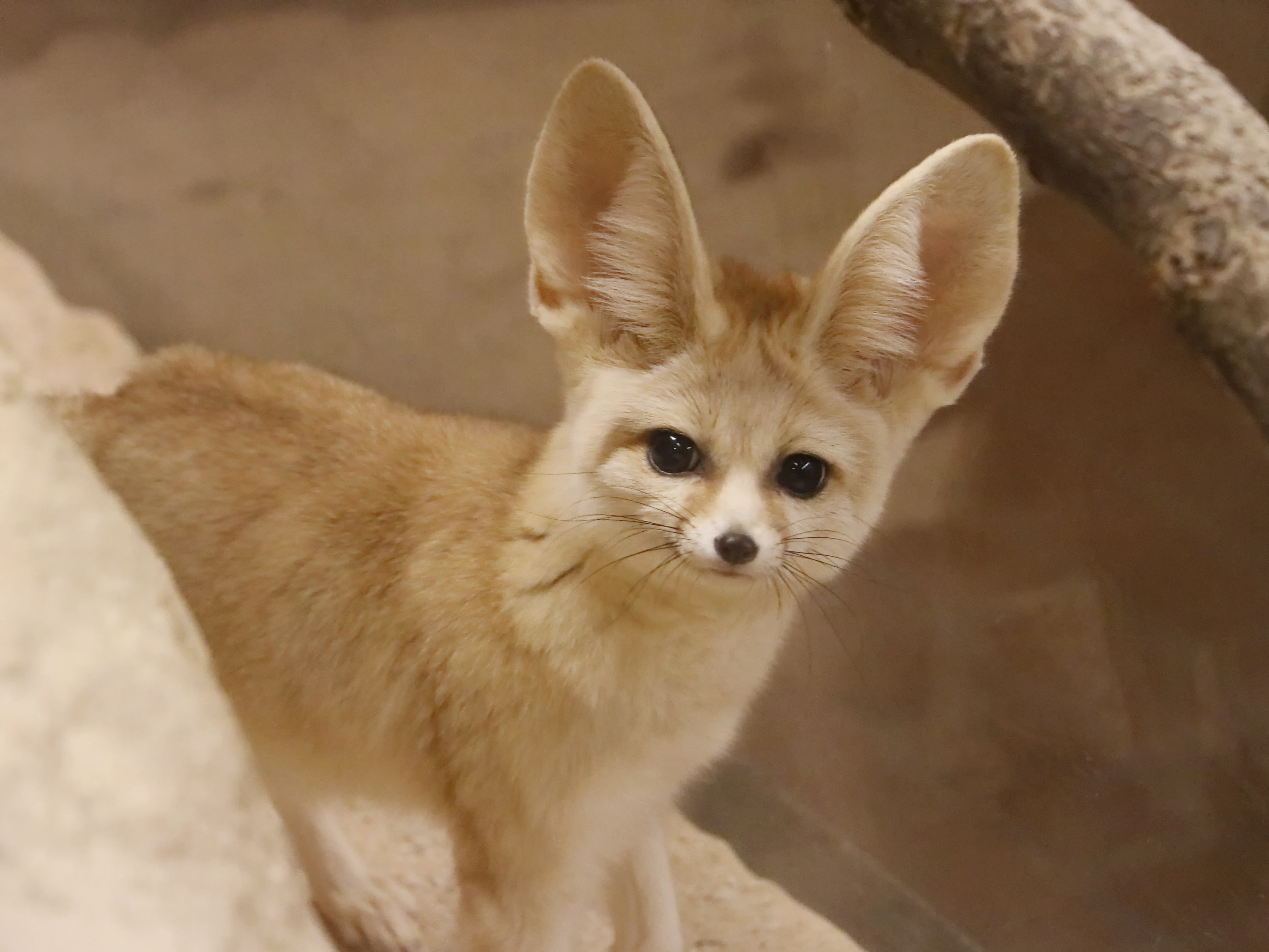 a curious fennec fox
