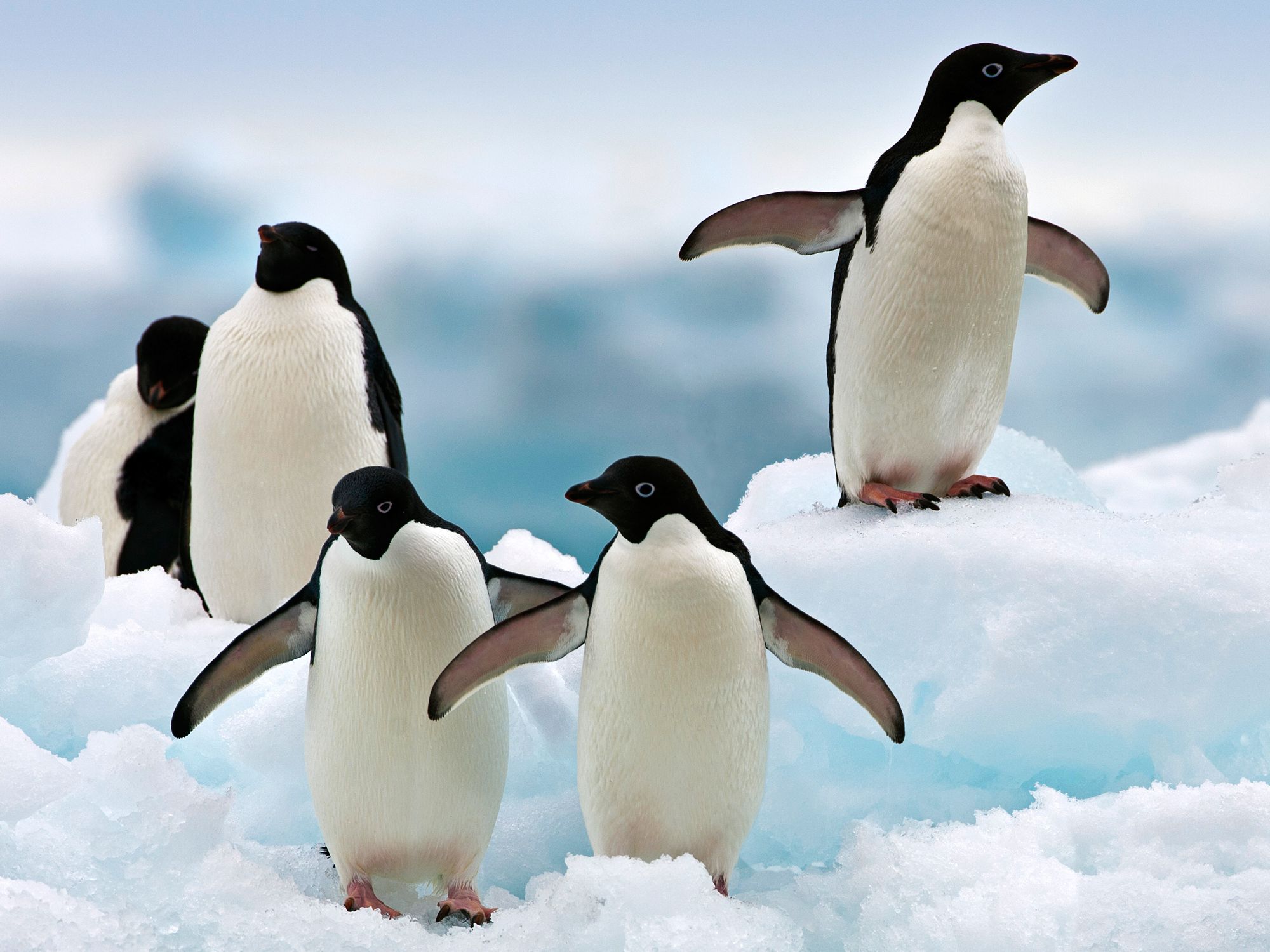 Adelie Penguin