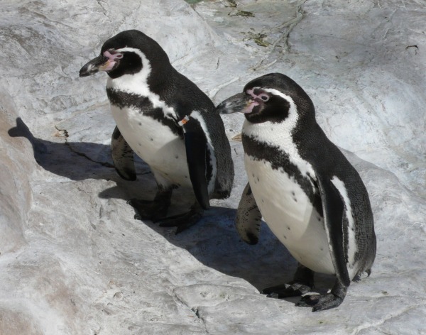 Humboldt Penguin
