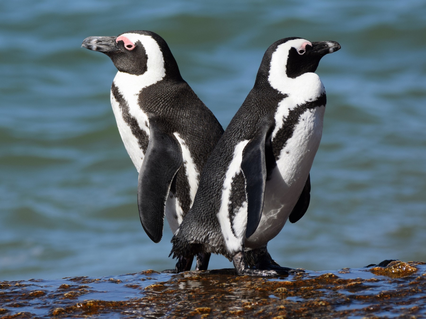 African Penguin