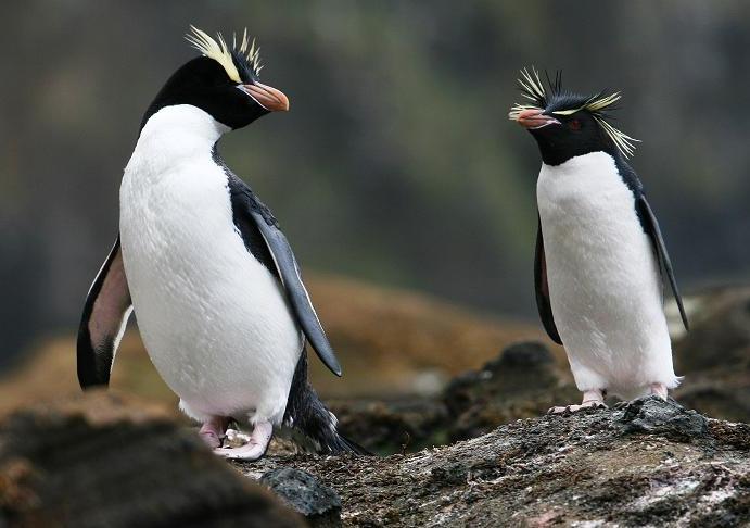 Fiordland Penguin
