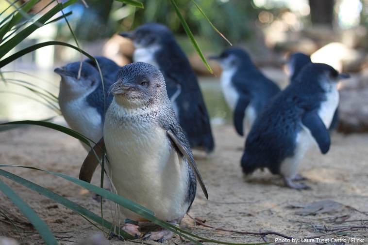 Little Blue Penguin