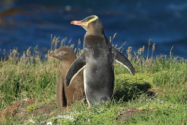 Yellow-Eyed Penguin