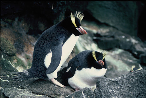 Erect Crested Penguin